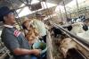 Inovasi Industri Kuliner dan Peternakan di Sangatta Kalimantan Timur  - Bagian 1