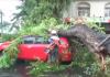 Pohon Tumbang Timpa 2 Mobil di Makassar, 4 Penumpang Terjebak