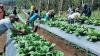 Panen Perdana, Kelompok Tani Hortikultura Poco Leok NTT Binaan PLN Raup Keuntungan Besar