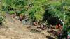  Tragis, Warga Wonogiri Tertimbun Material Longsor saat Merabuk Jagung di Sawah