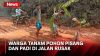 Ratusan Warga Tanami Pohon Pisang dan Padi pada Jalan Rusak di Lebak