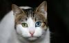 Kucing Buta Warna Mitos atau Fakta? Punya Kemampuan Melihat Lebih Baik di Malam Hari