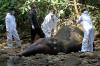 Autopsi Gajah Sumatera yang Mati di Hutan Aceh Barat