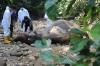 Autopsi Gajah Sumatera yang Mati di Hutan Aceh Barat - Bagian 2