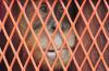 3 Orang Utan Hasil Selundupan Dipulangkan dari Thailand - Bagian 1