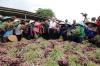 Dialog dengan Petani Bawang Merah di Brebes, Ganjar Catat 3 Keluhan Utama - Bagian 1