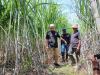 Ganjar Disambut Antusias Petani saat Tinjau Kebun Tebu di Nganjuk - Bagian 2