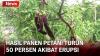 Erupsi Gunung Marapi akibatkan Hasil Panen Petani Turun 50 Persen