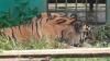 Miris, Harimau di Medan Zoo Kembali Mati gegara Sakit