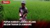 Cerita Petani Kesulitan Cari Pupuk Subsidi Jelang Musim Tanam di Jombang