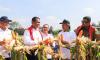 Panen dan Tanam Jagung di Medan, Mentan Amran Optimistis Hentikan Impor