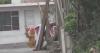 Viral, Polisi Peru Jadi Teddy Bear untuk Tangkap Bandar Narkoba, Netizen: di Indonesia Boneka Mampang!