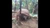Miris, Gajah Jantan Ditemukan Mati di Kebun Pisang Warga Pidie Jaya