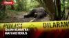 Gajah Sumatra Ditemukan Mati Misterius di Perkebunan Warga di Aceh