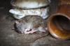 Heboh! Gerombolan Tikus Lahap Ganja di Kantor Polisi, Semuanya pada Mabuk