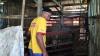 2 Kambing Milik Warga Depok Hilang, Tersisa Jeroan di Kandang