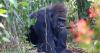 Masih Ingat Gorila Viral di Ragunan? Sebentar Lagi Akan Rayakan Ultah Ke-27, Lho!