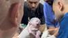 Bayi Gaza yang Lahir dari Rahim Ibu Tewas akibat Serangan Israel Meninggal Dunia