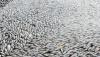 Duh, Ratusan Ribu Ikan di Waduk Vietnam Mati akibat Gelombang Panas