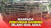 Sisakan Jeroan, 17 Kambing Warga Depok Disembelih Pencuri di Dalam Kandang