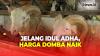 Kenaikan Harga Hewan Kurban Capai Rp500 Ribu/Ekor Jelang Idul Adha di Tangerang