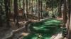 Desa di Semarang Punya Pemandangan Hutan Pinus Cantik Tengahnya Kolam Alami, Harus Dikunjungi!