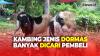 Laris Manis! Jelang Idul Adha Kambing Jenis Dormas Banyak Dicari Pembeli