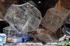 Ribuan Kucing, Anjing dan Hewan Eksotis Mati Terpanggang akibat Kebakaran di Thailand - Bagian 3