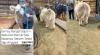 Viral Muncul Sapi Gemoy Jelang Hari Raya Idul Adha, Netizen: Sapi Anggora 