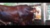 Penampakan Sapi Kurban Jokowi di Jambi, Diberi Nama Jenggot Bobot 900 Kg