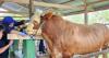 Jokowi Kurban 68 Sapi, Disalurkan ke Seluruh Provinsi hingga IKN