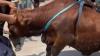 Sapi Terperosok ke Got di Warakas Jakut, Damkar Turun Tangan Evakuasi