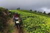 Gowes Menyusuri Perkebunan Teh Ciwidey Lewat Kampung Tertinggi di Jawa Barat - Bagian 6