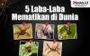 Infografis 5 Laba-Laba Mematikan di Dunia