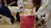 Marak Pernikahan Anjing di China, Tanda Kiamat?  
