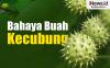 Weekend Story: Kecubung, Si Mungil Beracun Bikin Halusinasi Banyak Makan Korban
