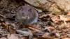 Viral Cara Usir Tikus di Rumah Pakai Audio Ultrasonik Bikin Warganet Penasaran: Nanti Coba Ah!