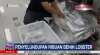 Polisi Tangkap Dua Pelaku Penyelundupan Benih Lobster di Bandara Soetta