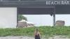 Viral Pasangan Bule Berbuat Mesum di Pinggir Pantai Canggu, Netizen: Bali Tercinta Dikotori Turis
