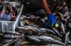 Potret Kampung Penghasil Ikan Gabus Giling di Palembang - Bagian 5