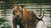 Kenapa Harimau Tak Ada di Afrika? Ternyata Begini Penjelasannya