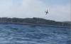 Detik-Detik Pesawat Jatuh ke Laut saat Pertunjukan Udara, Pilot Ditemukan Tewas