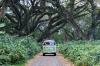 Wisata Hutan Pohon Trembesi Usia Ratusan Tahun di Banyuwangi Mirip Film Lord of The Rings - Bagian 2