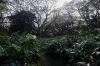 Wisata Hutan Pohon Trembesi Usia Ratusan Tahun di Banyuwangi Mirip Film Lord of The Rings - Bagian 5