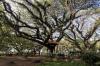 Wisata Hutan Pohon Trembesi Usia Ratusan Tahun di Banyuwangi Mirip Film Lord of The Rings - Bagian 3