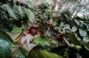 Kampung Kopi Luwak Jenis Liberika Membawa Kesejahteraan bagi Masyarakat Kaltim - Bagian 5