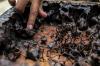 Kelompok Tani Hutan Trigona Reborn Sukses Produksi Madu Kelulut - Bagian 6