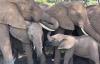 Tragis! Pasutri Tewas Mengenaskan Diinjak-injak Gajah