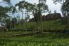 Hamparan Hijau Kebun Teh Panama Wonosobo yang Instagramable - Bagian 3