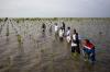 Penanaman 110 Ribu Bibit Mangrove di Pesisir Indramayu - Bagian 1
